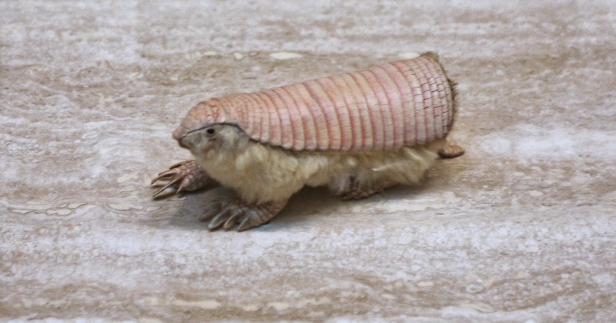 fairy armadillo